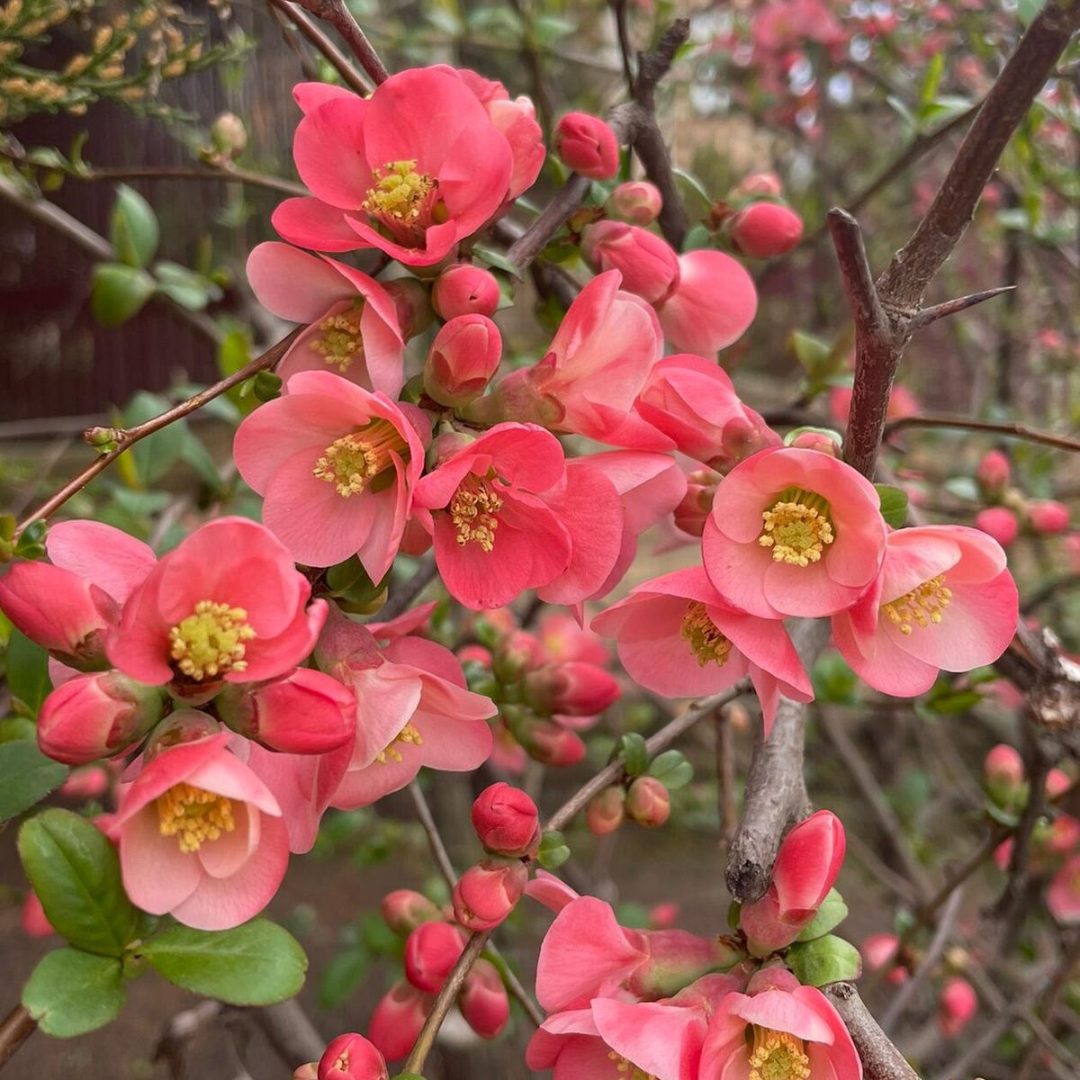 Japanese Quince Pink Rare Flowering Live Plant