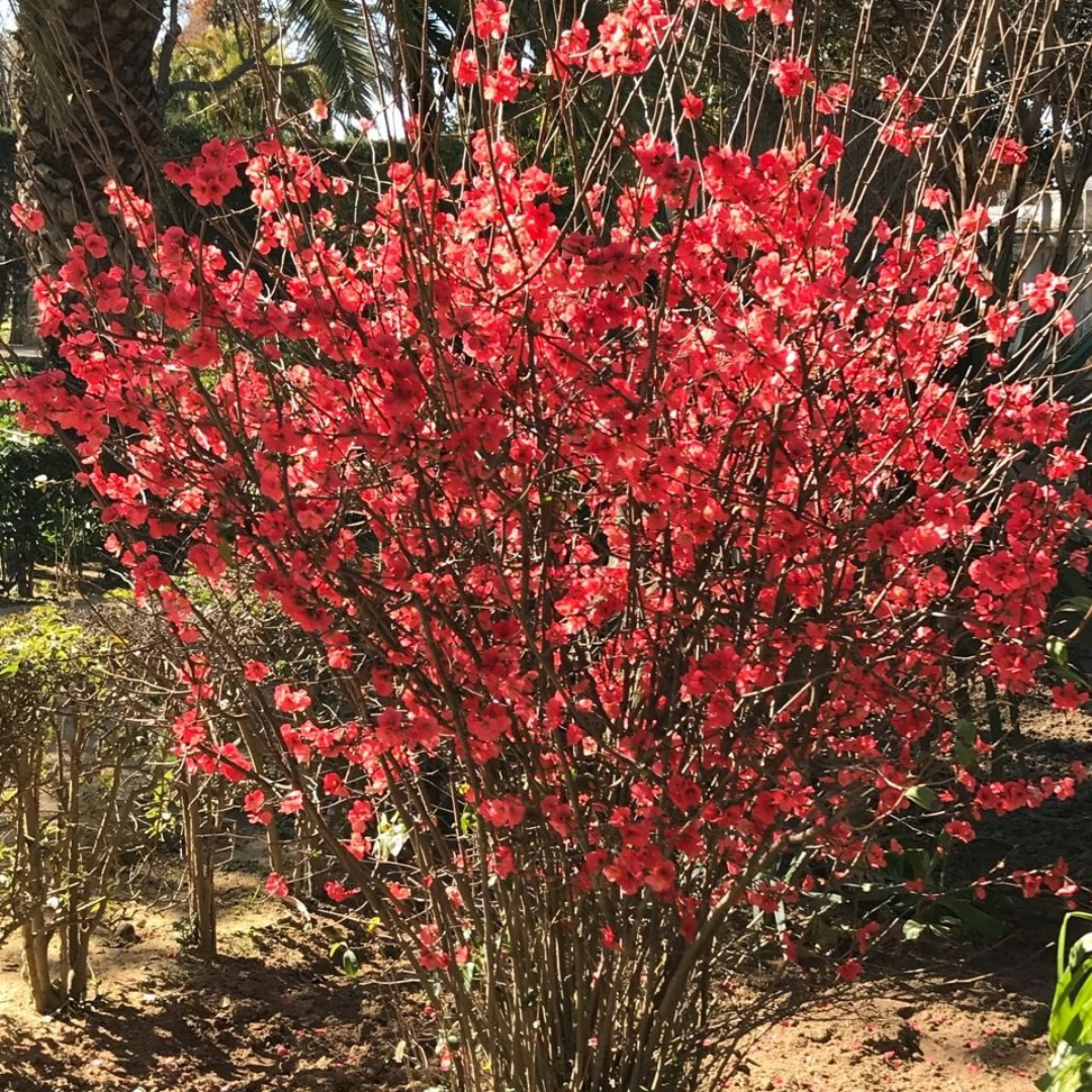Japanese Quince Red Rare Flowering Live Plant