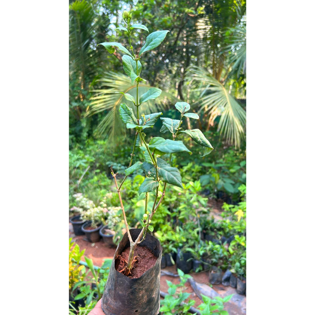 Jasmine Multi Petal Highly Fragrant All Time Flowering Rare Live Plant