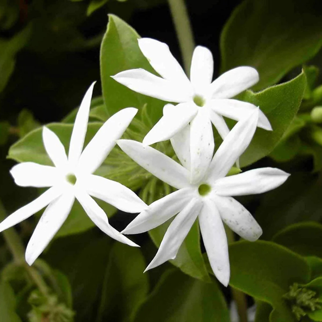 Juhi Jasmine (Jasminum auriculatum) Highly Fragrant Flowering Live Plant