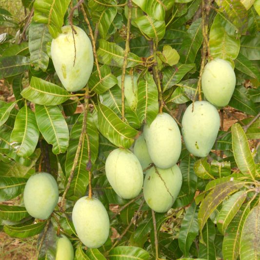 Kalluketti Mango Live Plant