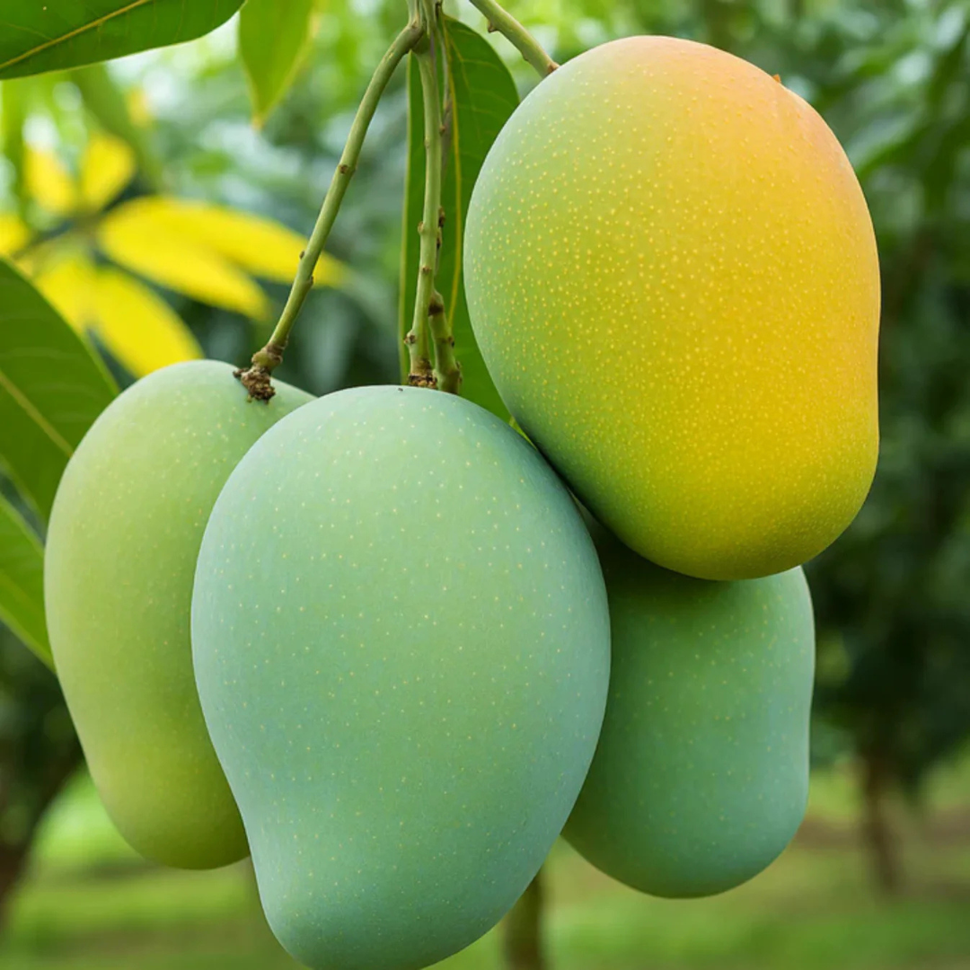 Kalluketti Mango Live Plant