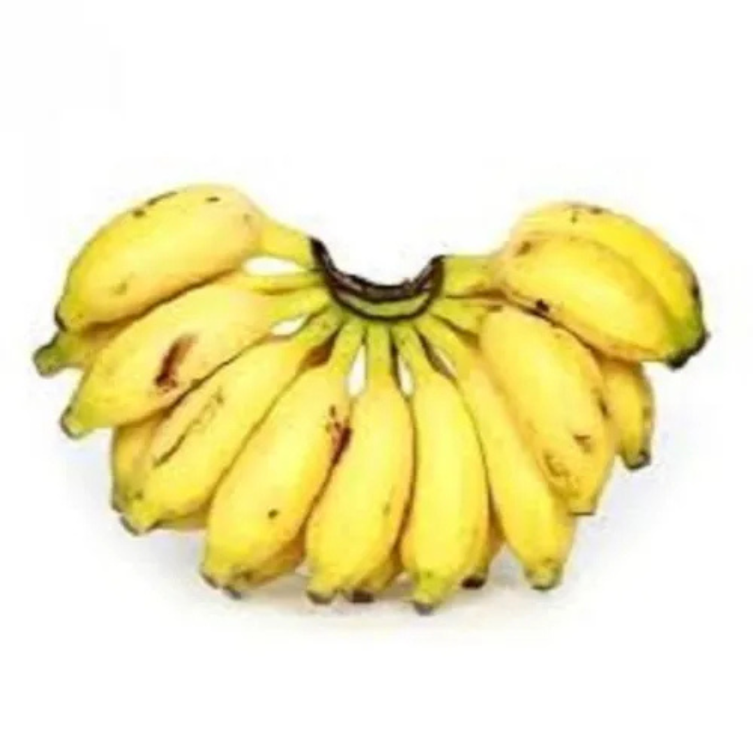 Kaveri Banana (Pisang Lilin) Live Plant