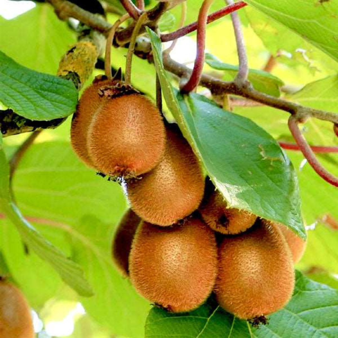 Kiwi Fruit (Actinidia deliciosa) Live Plant