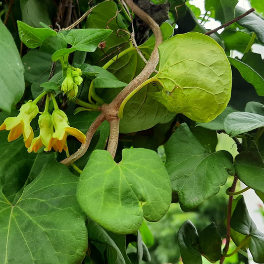 Kodi Sampangi / Tonkin Jasmine Live Plant