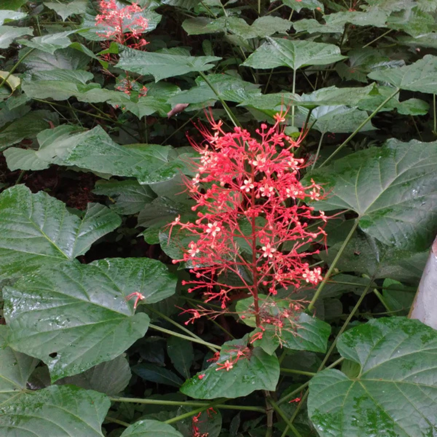 Krishnakireedam (Clerodendrum paniculatum) Flowering Live Plant