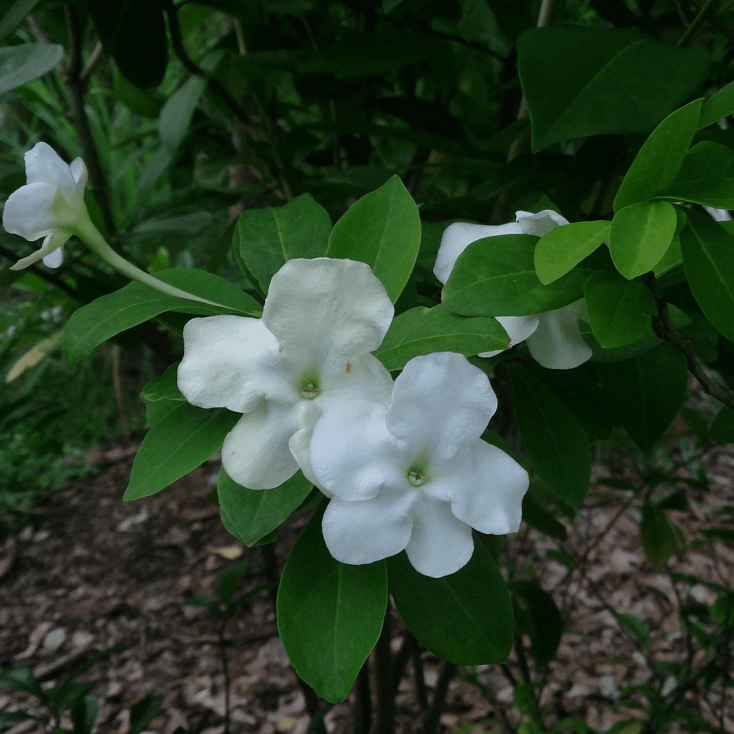Lady of the Night (Brunfelsia americana) Flowering Live Plant