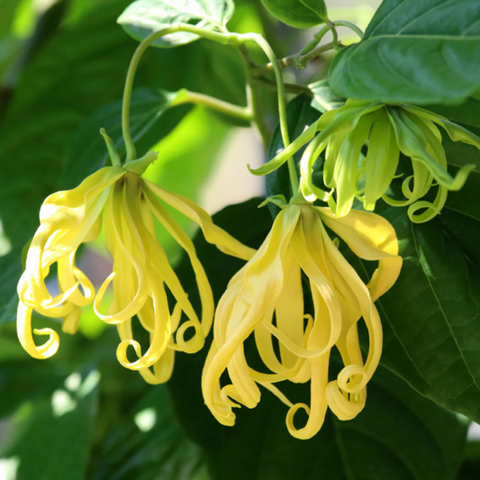 Langi Langi / Ylang Ylang (Cananga odorata) Rare Highly Fragrant Flowering Live Plant