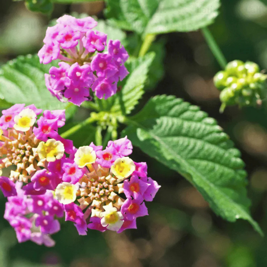 Lantana Pink Imported (Tick Berry) All Time Flowering Live Plant