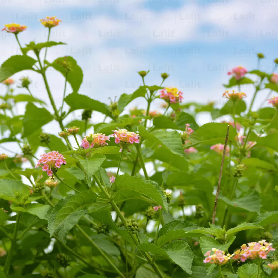 Lantana Pink Imported (Tick Berry) All Time Flowering Live Plant