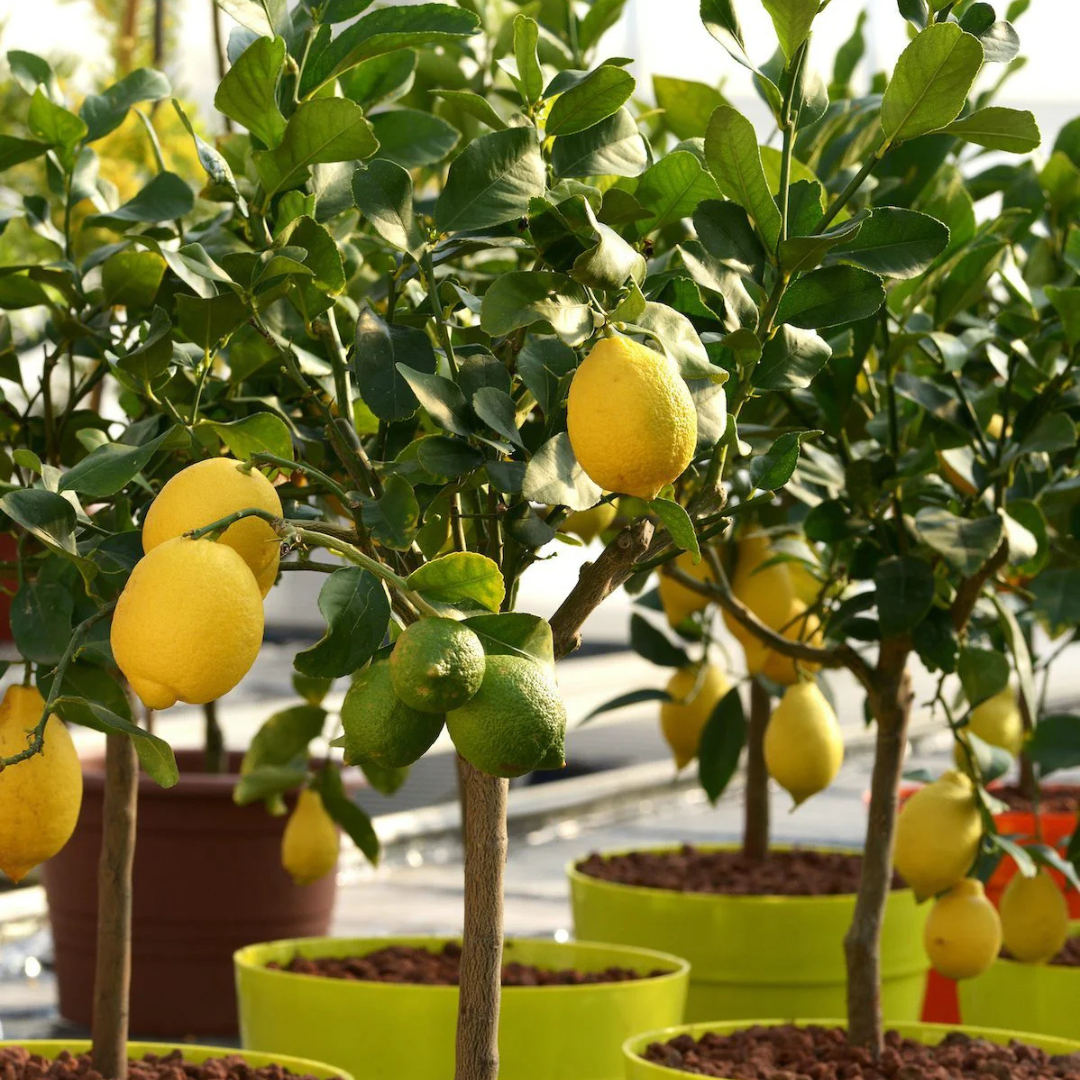 Lemon (Citrus Lemon) Live Plant