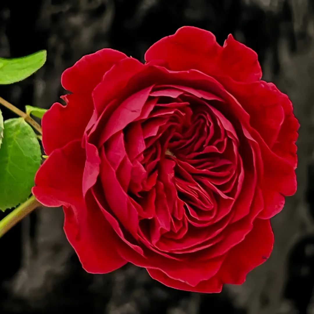 Leonardo da Vinci Fragrant Rose Live Plant