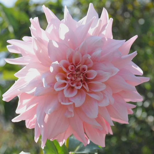 Light Pink Dahlia Flowering Live Plant