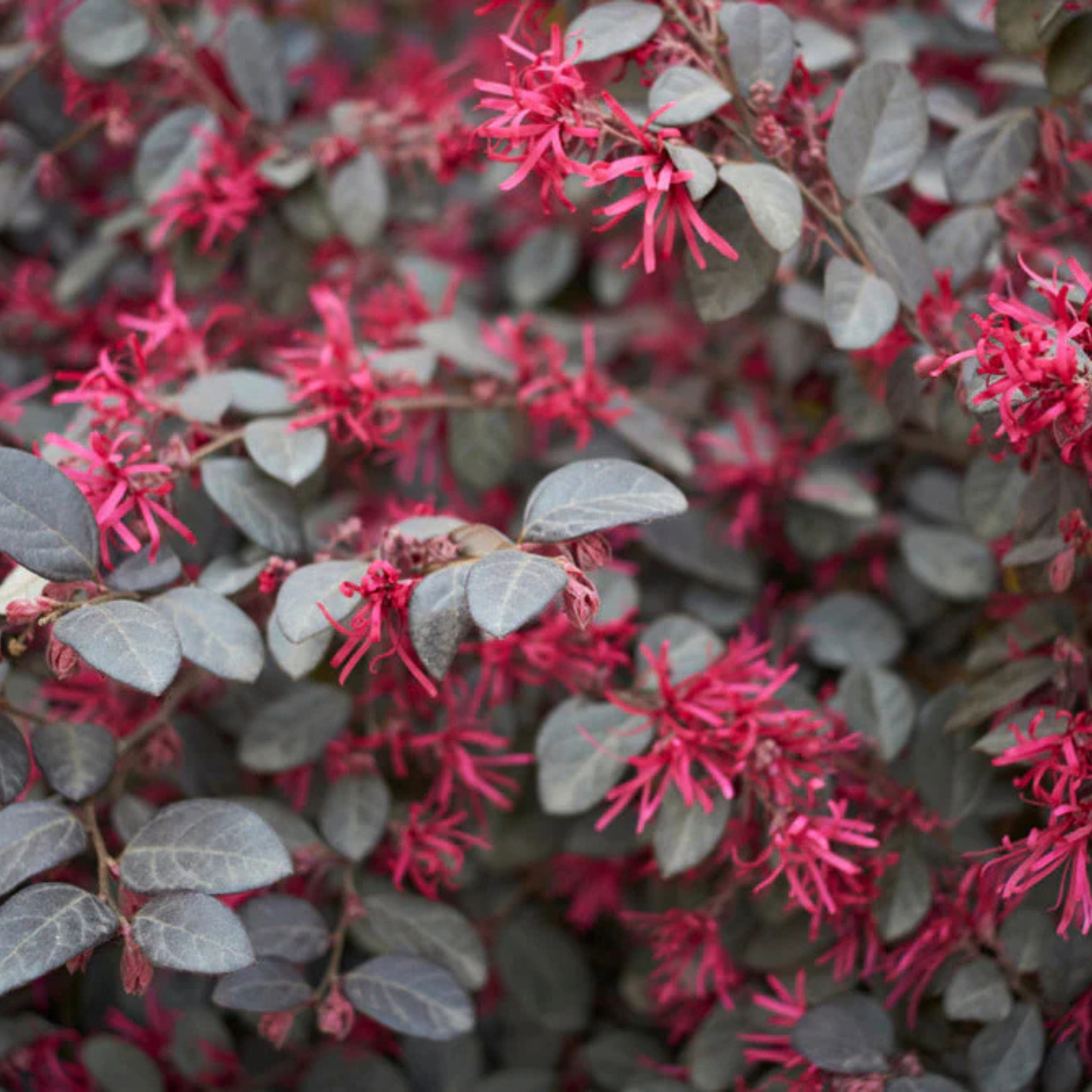 Loropetalum Chinese Fringe All Time Flowering Live Plant