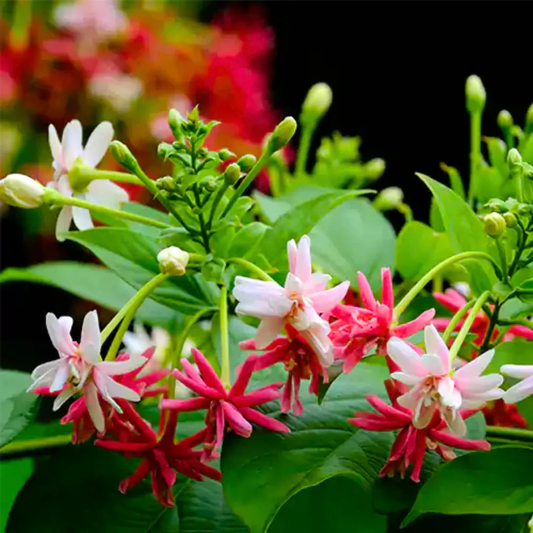 Madhumalti, Rangoon (Double Petal) Layered Live Plant