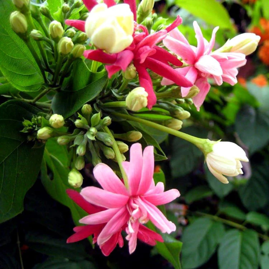 Madhumalti, Rangoon (Double Petal) Layered Live Plant