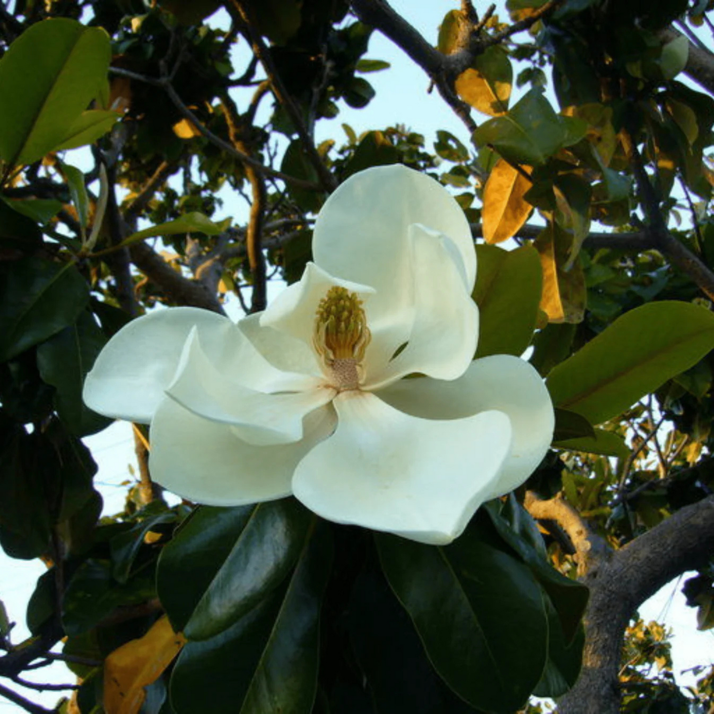 Magnolia grandiflora White (Bull Bay) Rare Flowering Live Plant