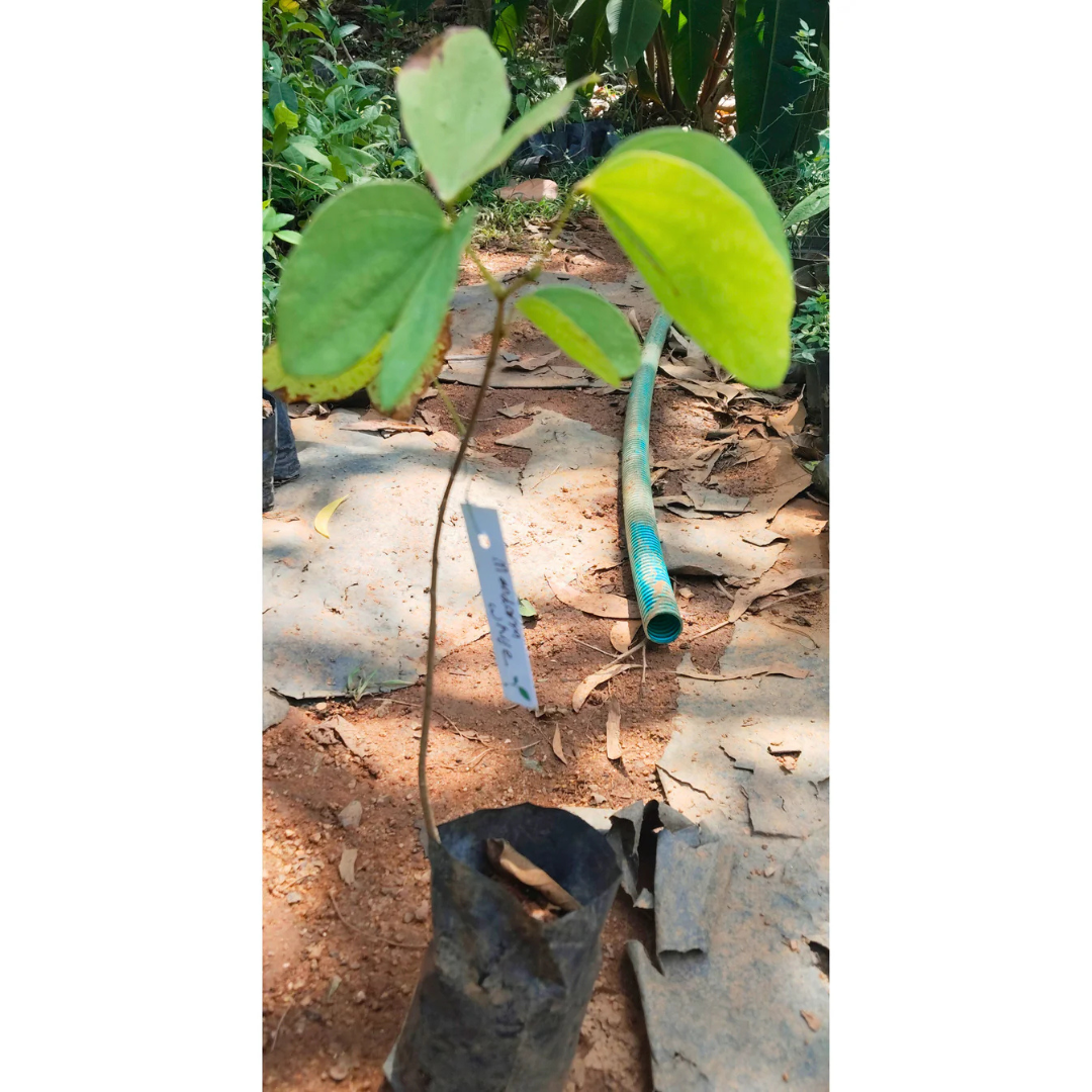 Mandaram White (Bauhinia variegata) Flowering Live Plant