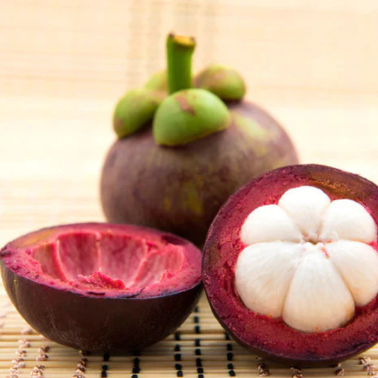 Mangosteen (Garcinia Mangostana) Fruit Live Plant