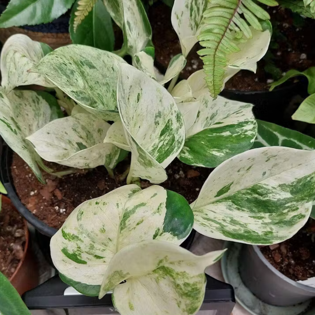 Manjula Pothos (Happy Leaf Pothos) Indoor Live Plant