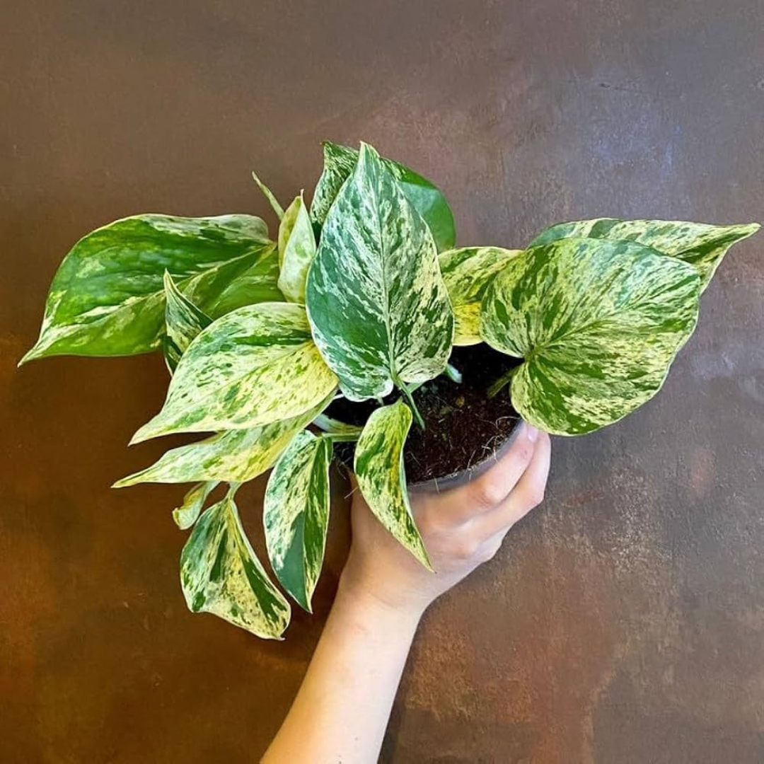 Marble Queen Pothos (Epipremnum aureum) Indoor Live Plant