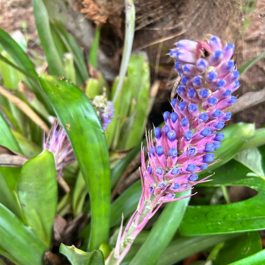 Matchstick Airplant / Bromeliad (Aechmea cylindrata) Rare All Time Flowering Live Plant