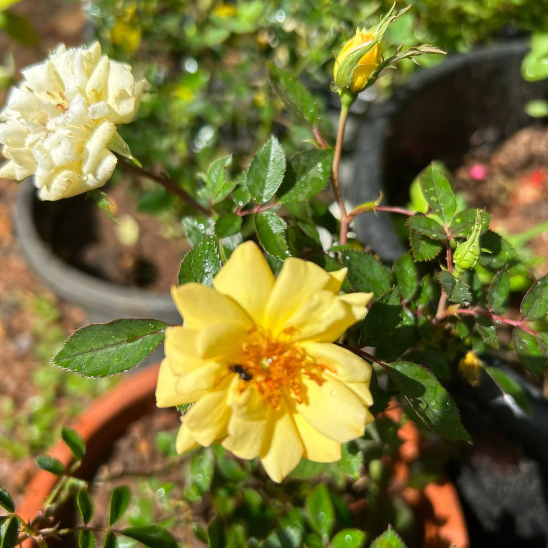 Miniature Yellow Rose Live Plant