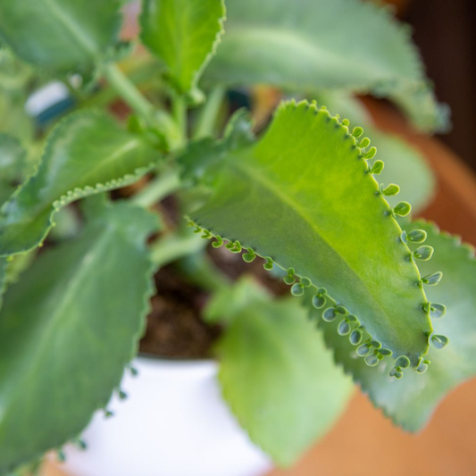 Mother of Thousands (Kalanchoe daigremontiana) Indoor / Outdoor Live Plant