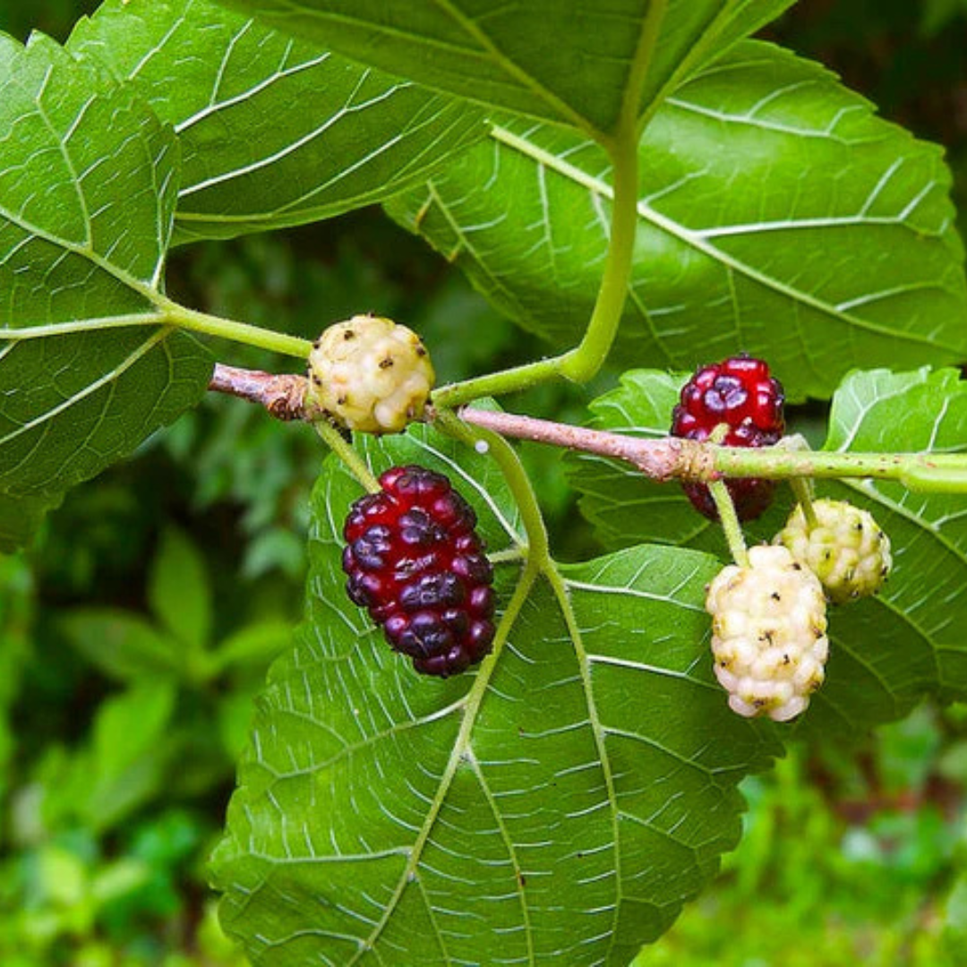 Mulberry Well Rooted Live Plant
