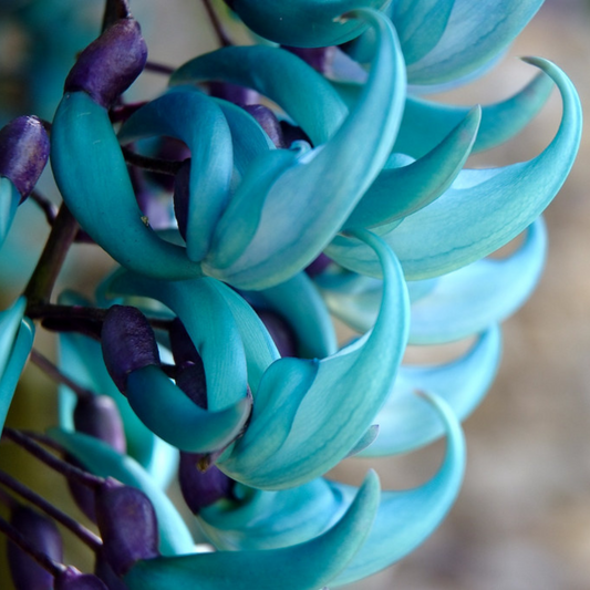 Nema/Blue Jade Vine (Strongylodon macrobotrys) Live Plant