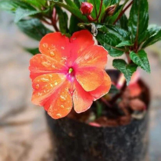 New Guinea Orange (Impatiens hawkeri) Rare All Time Flowering Live Plant