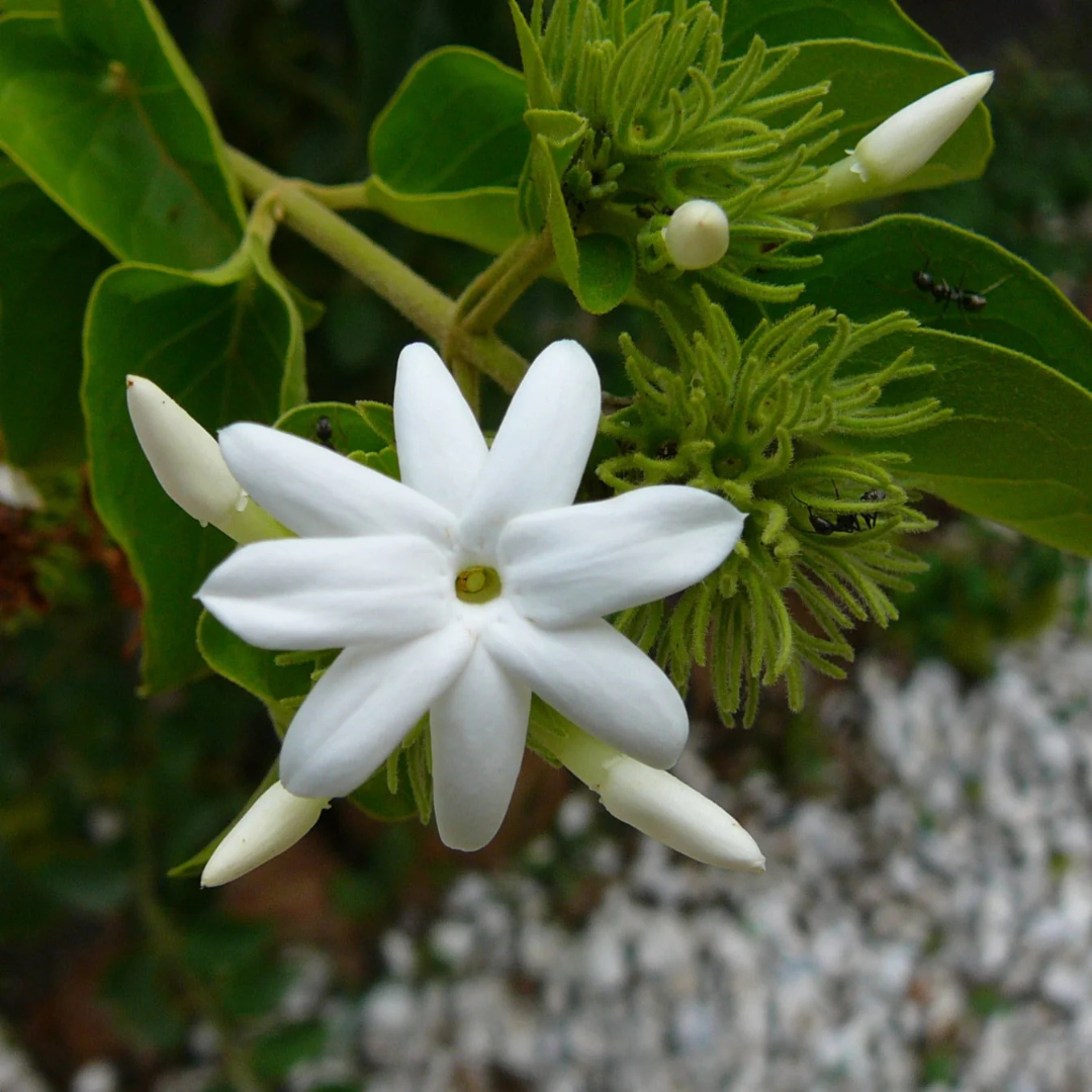 Nithyakalyani (Jasminum multiflorum) Highly Fragrant Flowering Live Plant