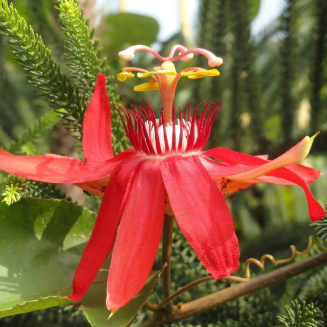 Passiflora Red Krishna Kamal (Red Passion Flower) All Time Flowering Live Plant