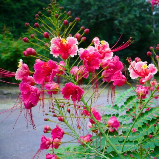 Peacock Flower / Rajamalli Pink (Caesalpinia pulcherrima) Flowering Live Plant