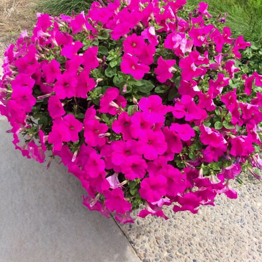 Petunia Nadan Flowering Live Plant