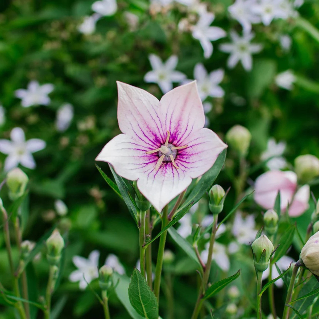 Pink Balloon Flower Live Plant