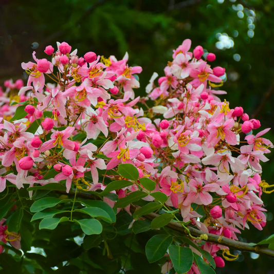 Pink Shower / Apple Blossom (Cassia javanica) Rare Flowering Live Plant