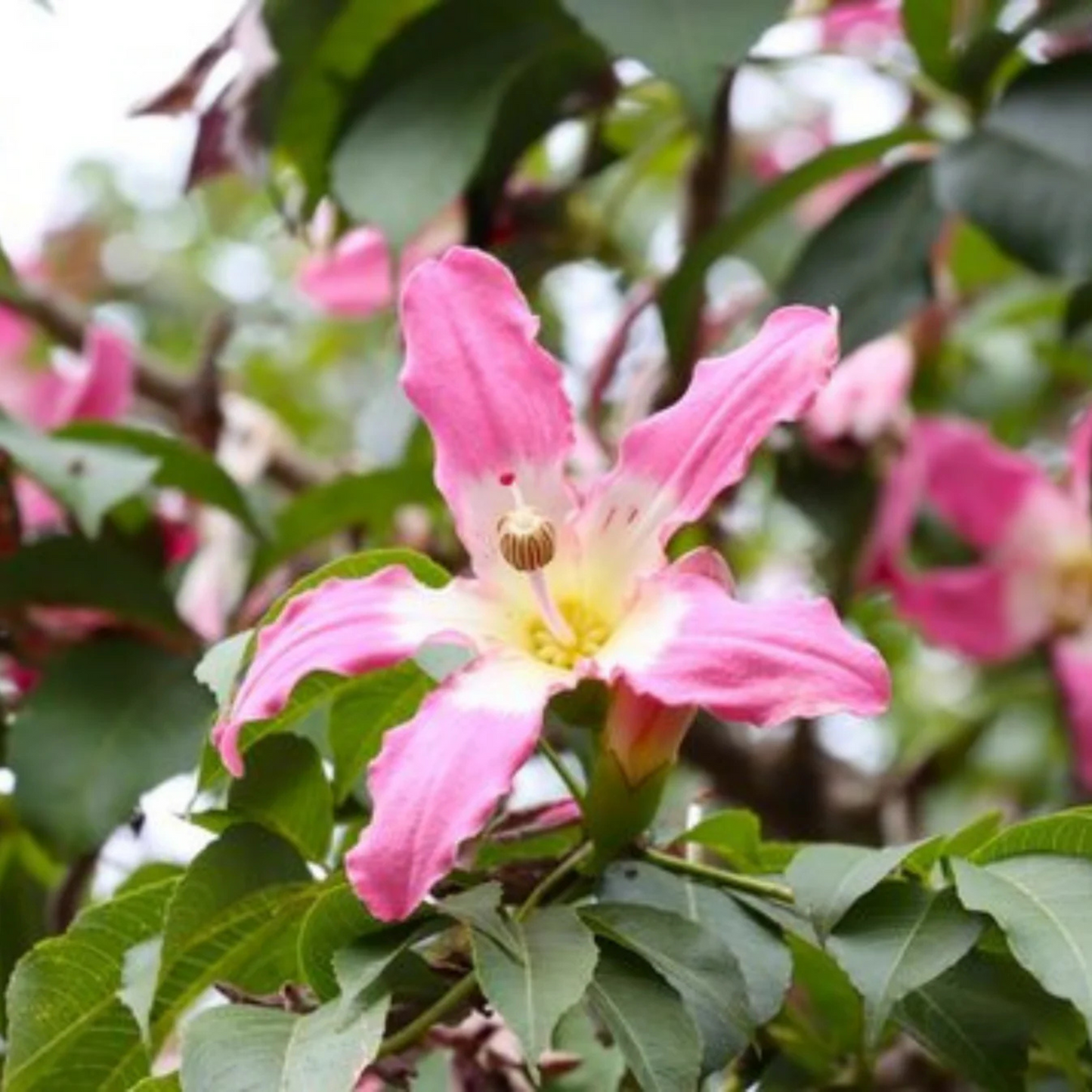 Pink Silk Floss Tree (Ceiba speciosa) Rare Flowering Live Plant