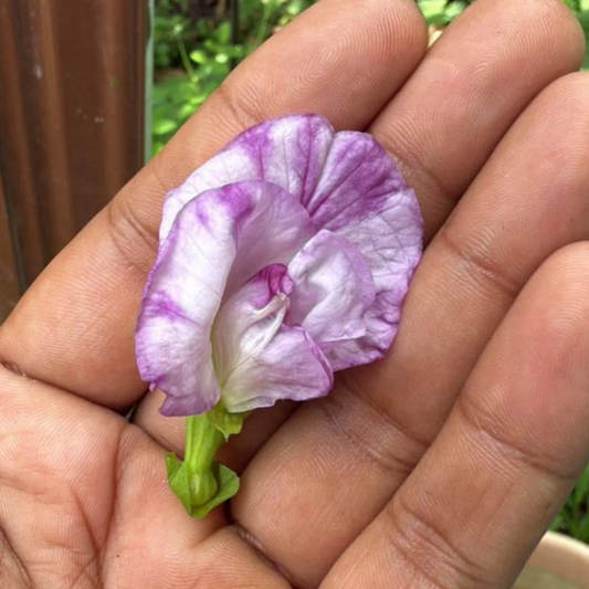 Pink Speckled Clitoria (Butterfly Pea) Rare Flowering Live Plant