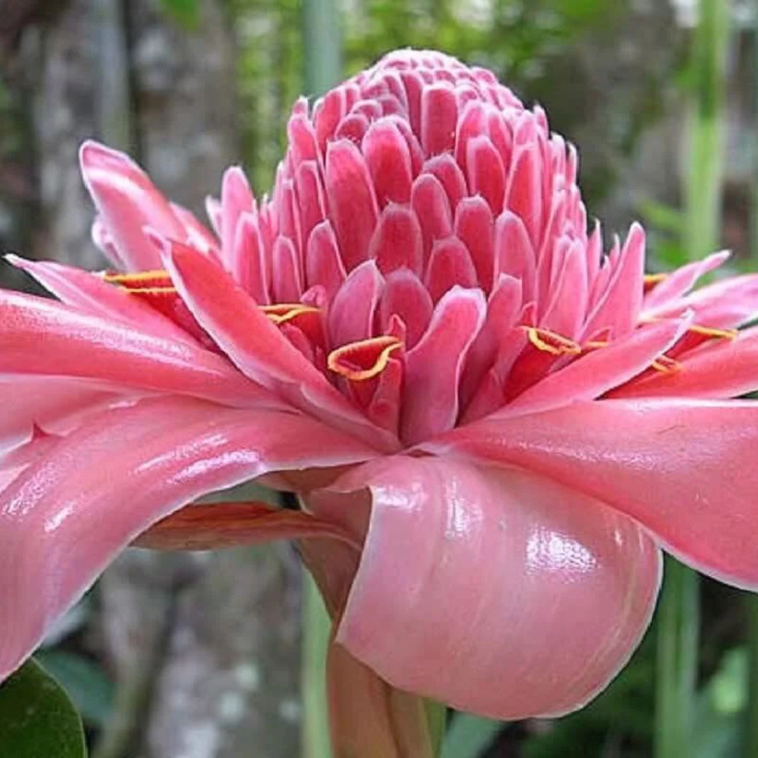 Pink Torch Ginger Flowering Live Plant
