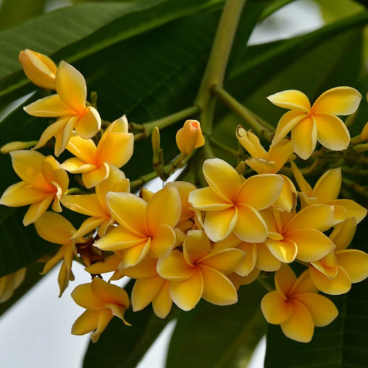 Plumeria Yellow (Frangipani) All Time Flowering Live Plant