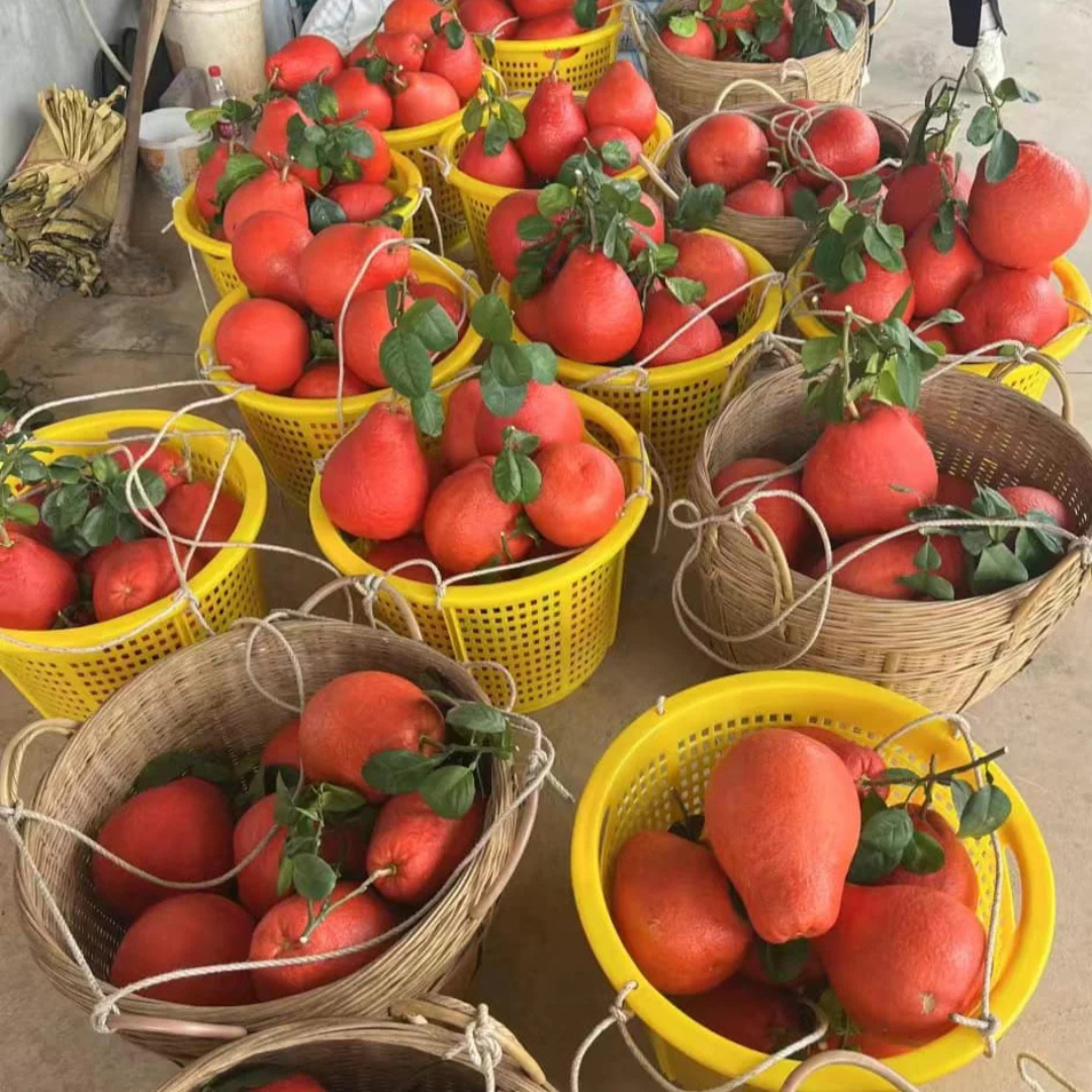 Pomelo Red Fruit Live Plant (Bubble Mass)