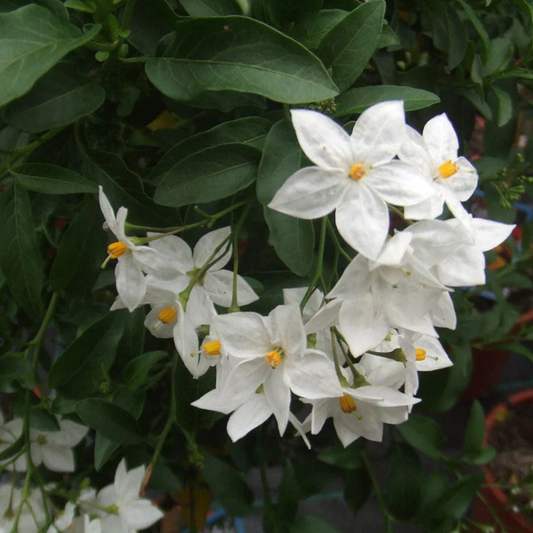 Potato Vine (Solanum Laxum) Flowering Creeper Live Plant