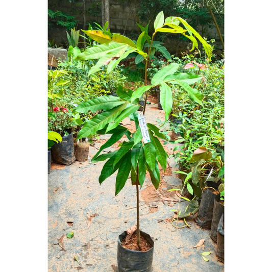 Pride of Burma (Amherstia Nobilis) Simsapa Layered Live Plant