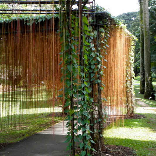 Princess Vine (Cissus verticillata) Creeper / Climber Live Plant