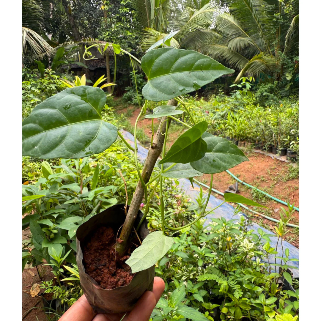 Princess Vine (Cissus verticillata) Creeper / Climber Live Plant