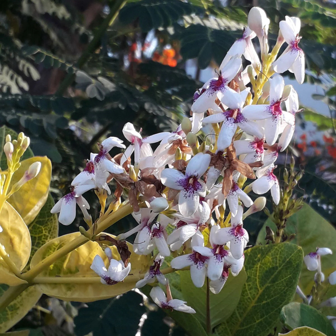 Pseuderanthemum Maculatum (Green Leaf) Flowering Live Plant