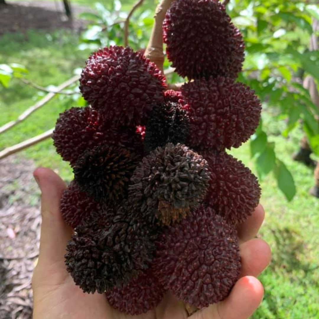 Pulasan (Nephelium Mutabile) Fruit Live Plant