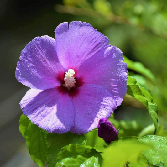 Purple Hibiscus Live Plant