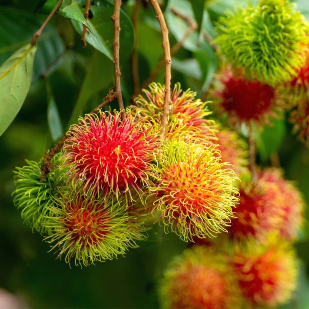 Rambutan School Boy Rare Exotic Fruit Live Plant